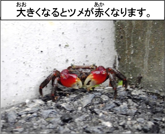 カニの写真2