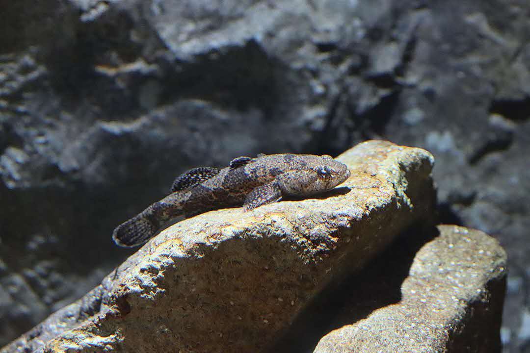 ゴビウス(イシドンコ)（出雲市）