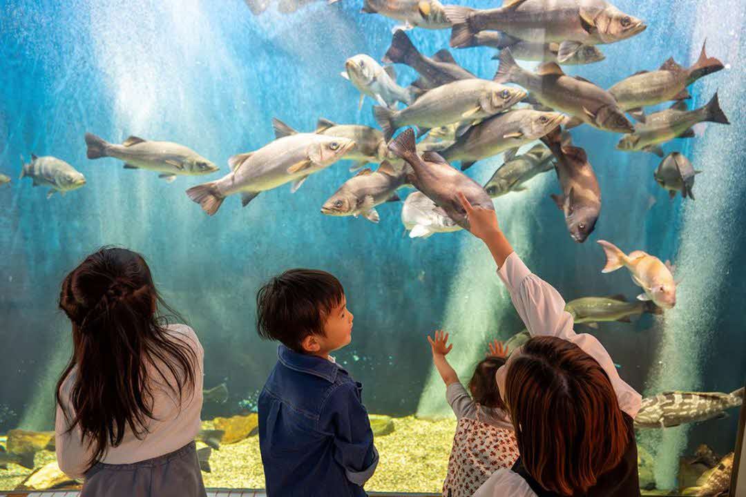 ゴビウス(水槽)（出雲市）