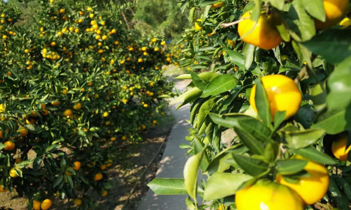 松田園（周防大島町）