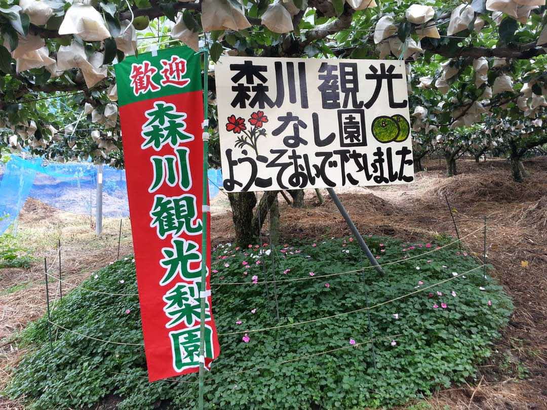 森川観光梨園