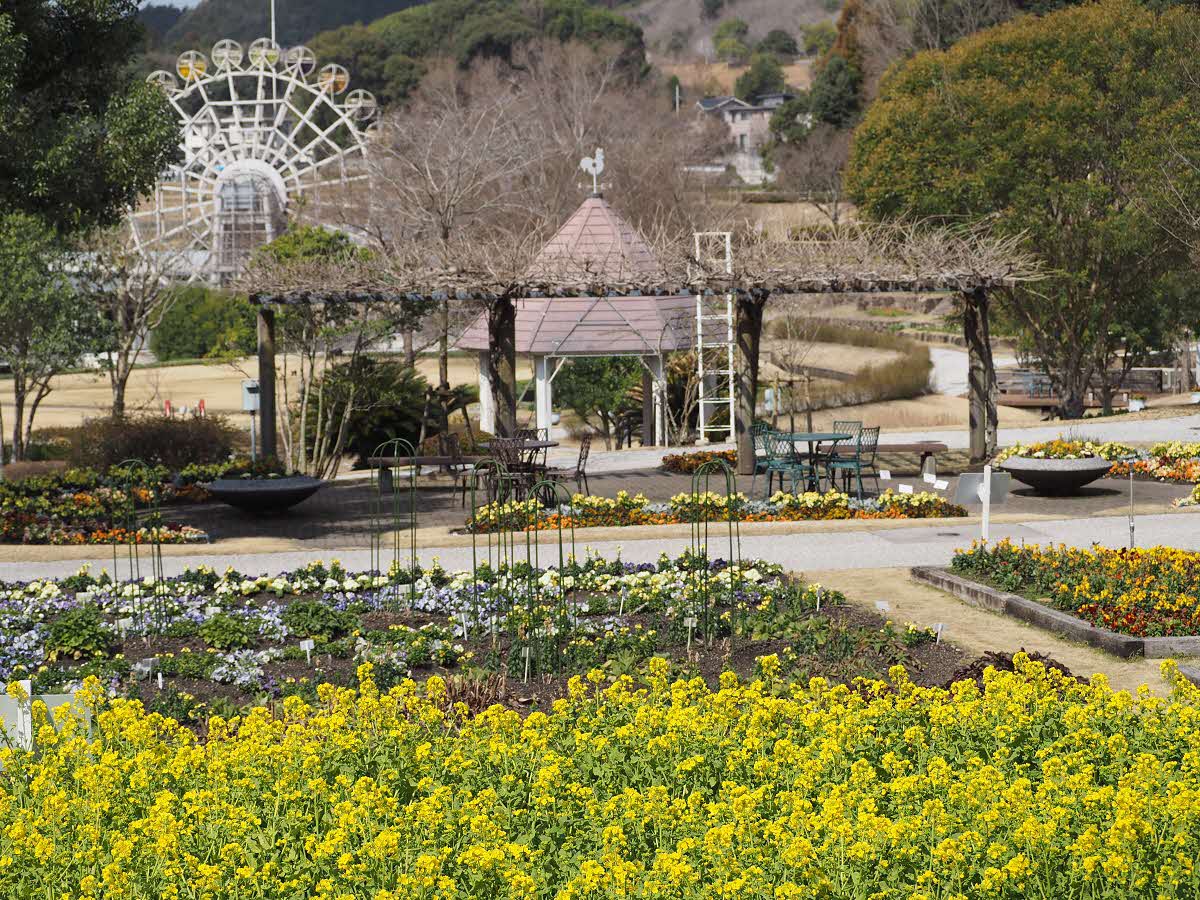 やまぐちフラワー(菜の花)