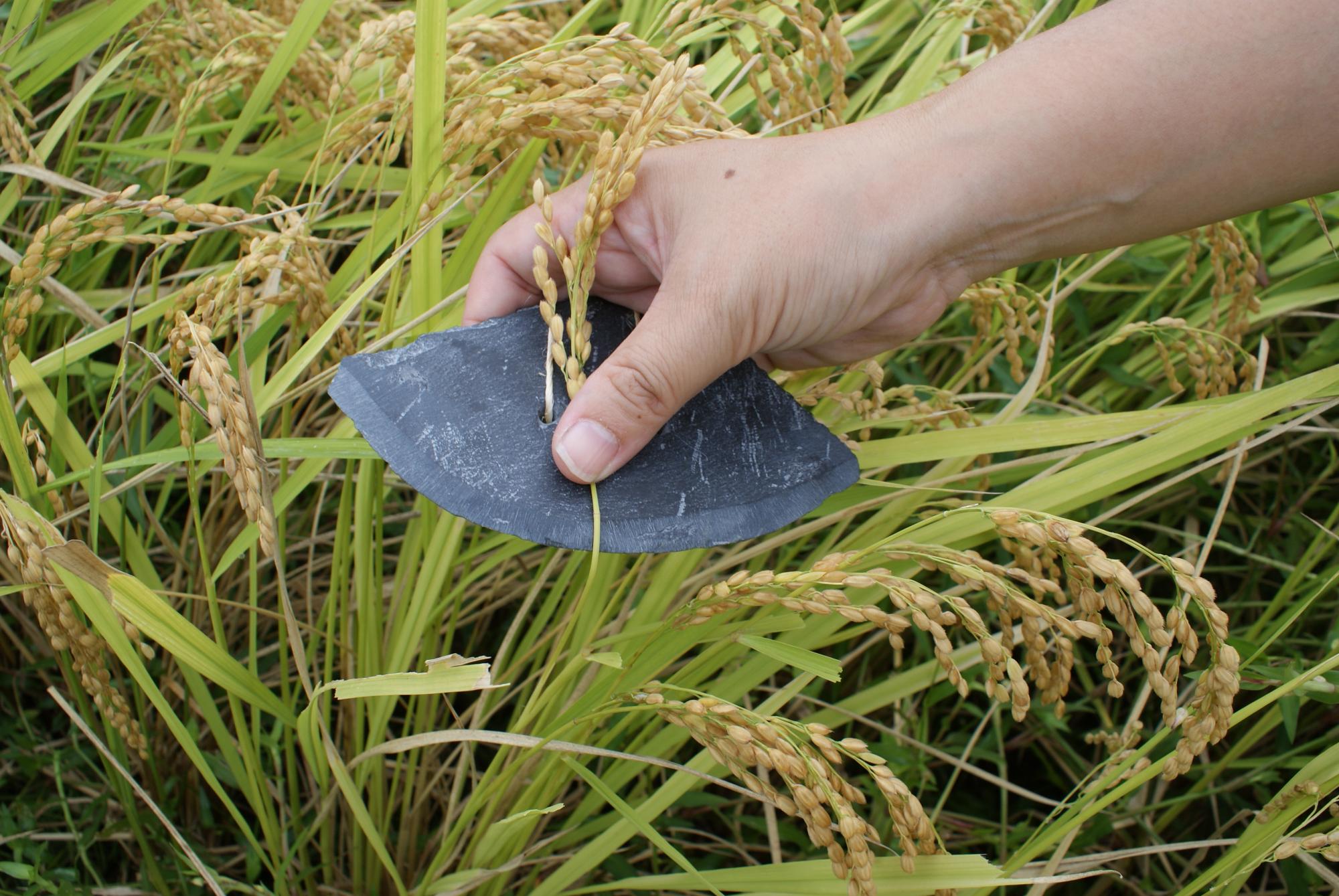 石包丁で穂積刈をする様子